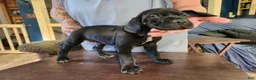 German Shorthaired Pointer dogs for sale: German Shorthaired Pointer 5 - Ad 4