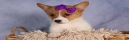 Welsh Corgi Pembroke dogs for sale: Bambi🎀 - Ad 5