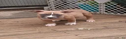 American Bully dogs for sale: American Bully 4 - Ad 6