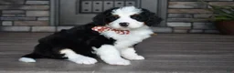 Mini Bernedoodle dogs for sale: Jazzie - Ad 2