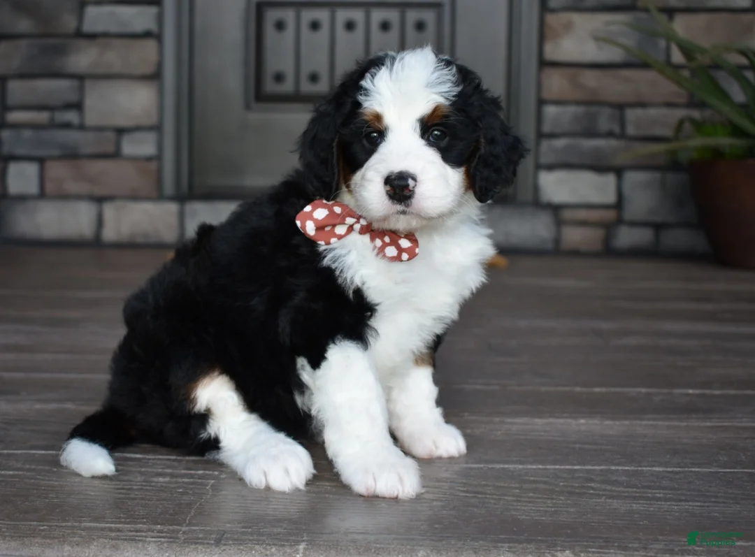 Mini Bernedoodle dogs for sale: Jazzie - Ad 2