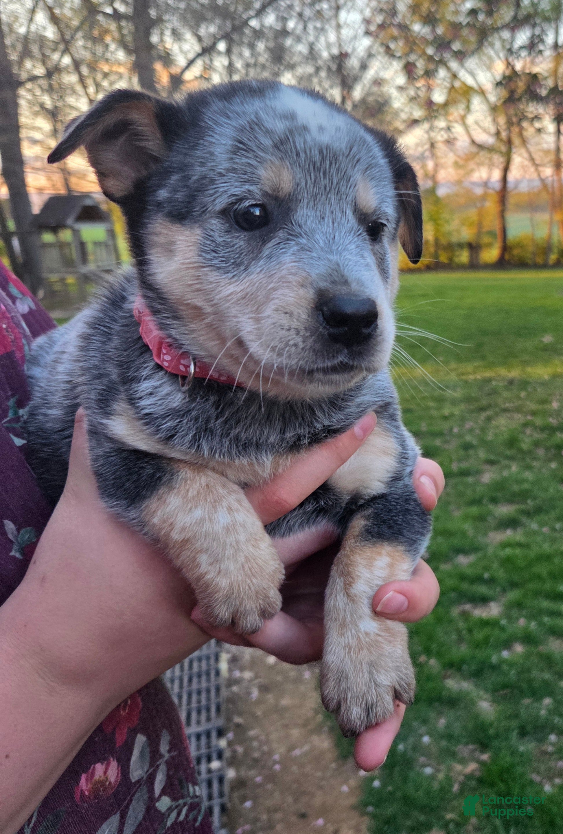 Australian Cattle Dog dogs Joy - Ad 1