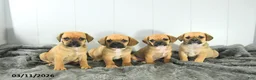 Puggle dogs for sale: Carter - Ad 3