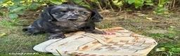 Dachshund dogs for sale: Truffles - Ad 2