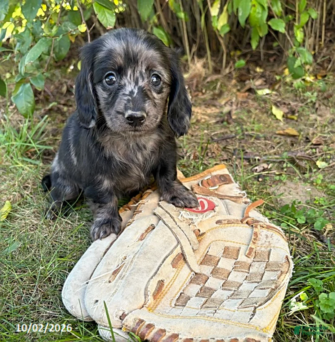 Dachshund dogs for sale: Truffles - Ad 2