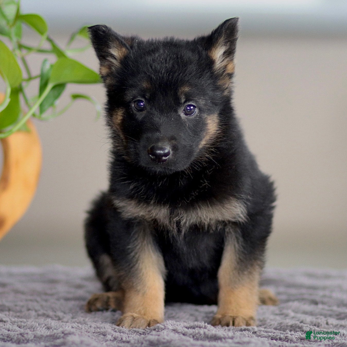 German Shepherd dogs Gale - Ad 2