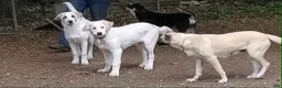 Mixed Breed dogs for sale: Buddy Boy (Great Pyrenees German Shepherd Puppies) - Ad 11