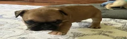French Bulldog dogs for sale: French Bulldog Oakley  - Ad 3