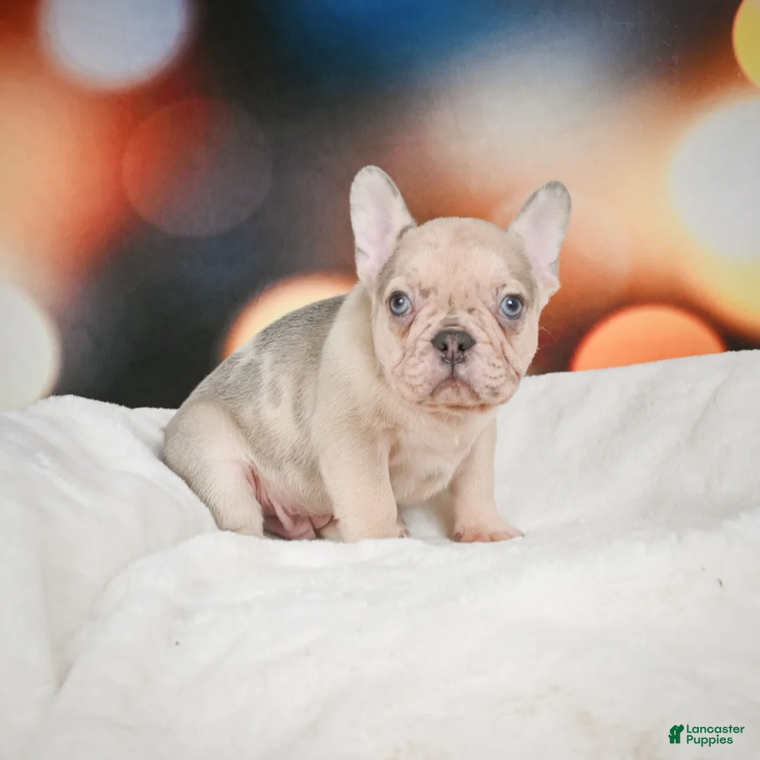 French Bulldog dogs for sale: Axel - Ad 17
