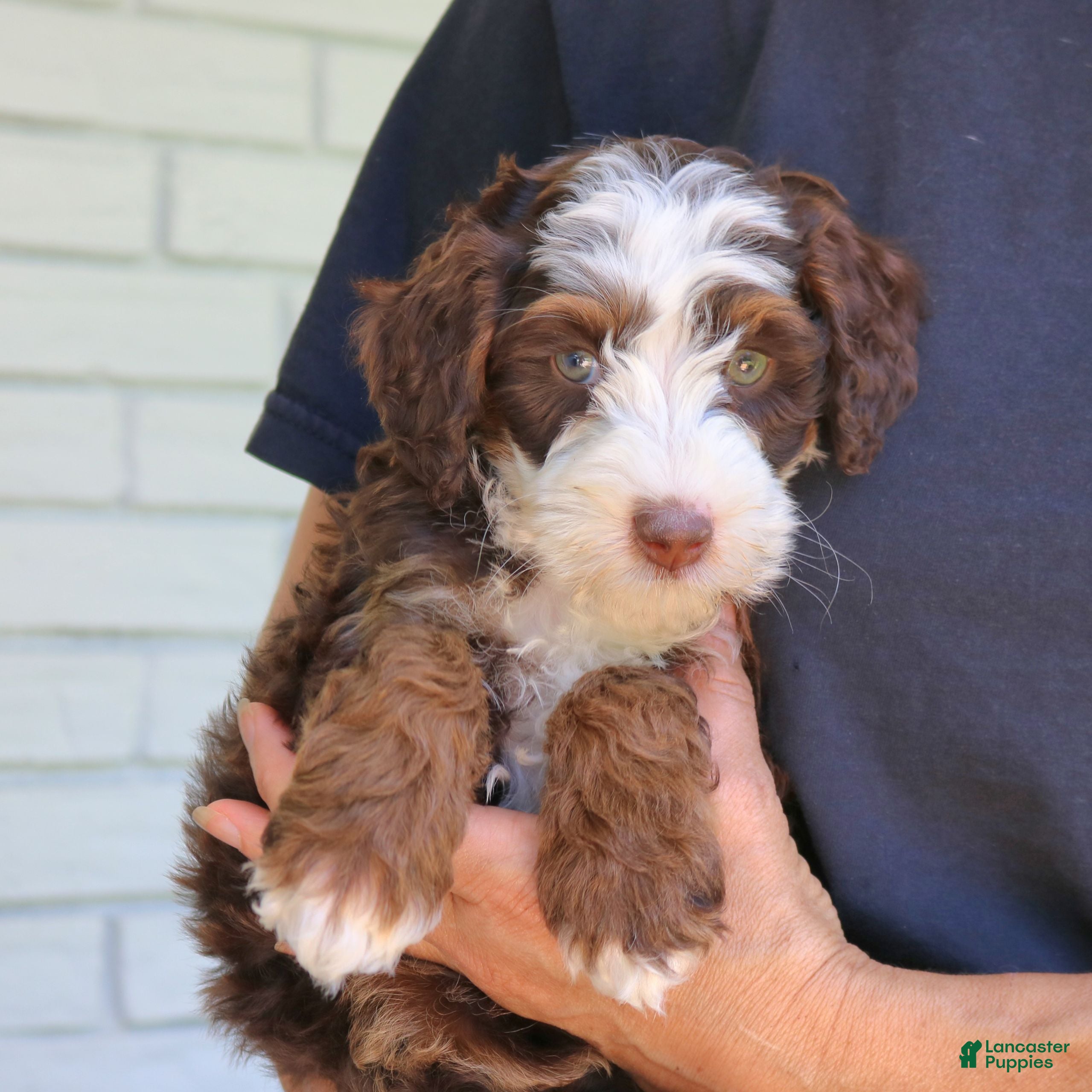 Mini Bernedoodle dogs Winston  - Ad 2