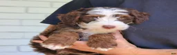Mini Bernedoodle dogs for sale: Winston  - Ad 2