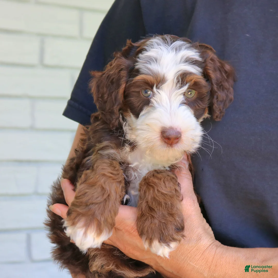 Mini Bernedoodle dogs for sale: Winston  - Ad 2