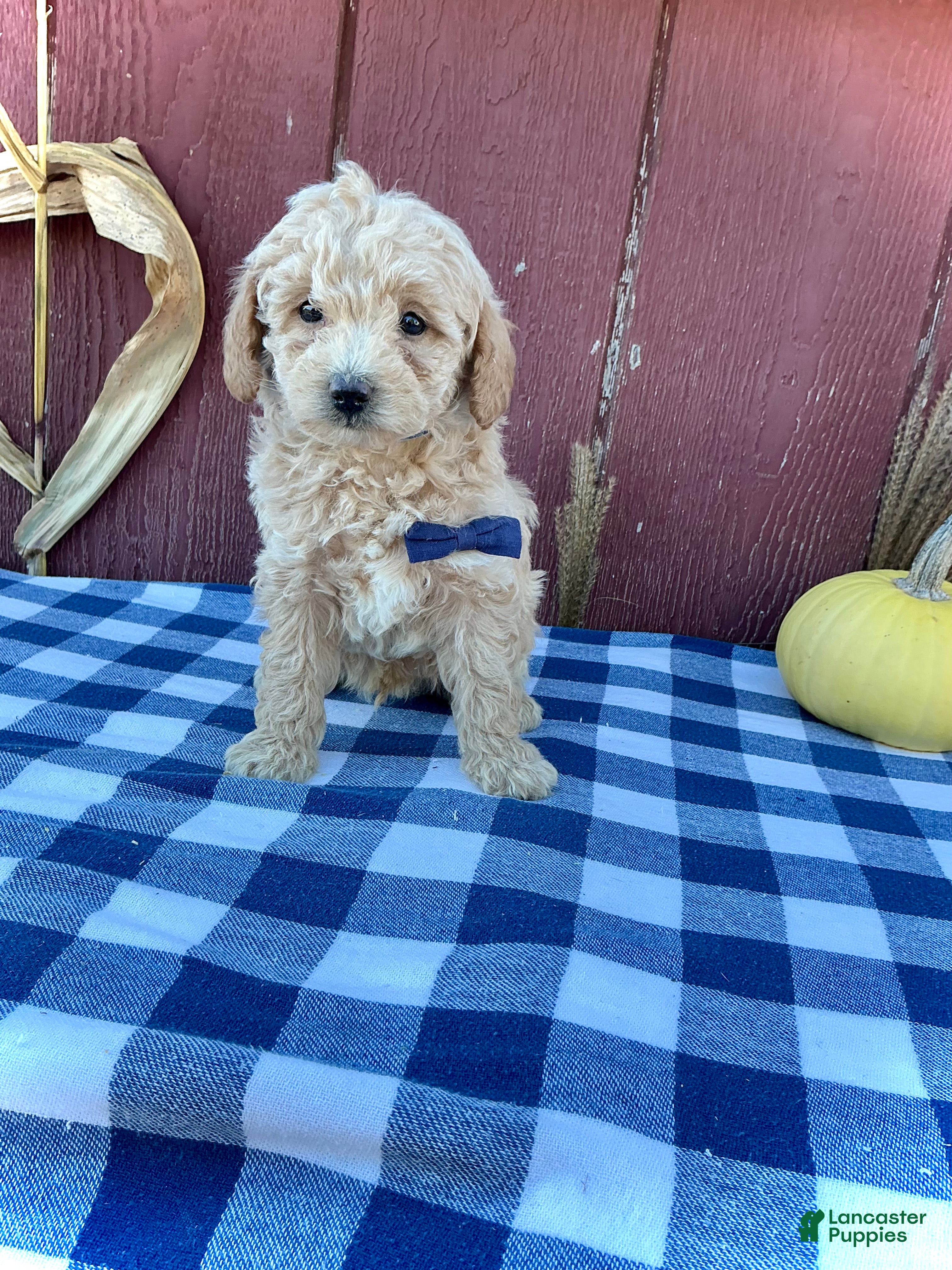 Mini Goldendoodle dogs for sale: Scout - Ad 2