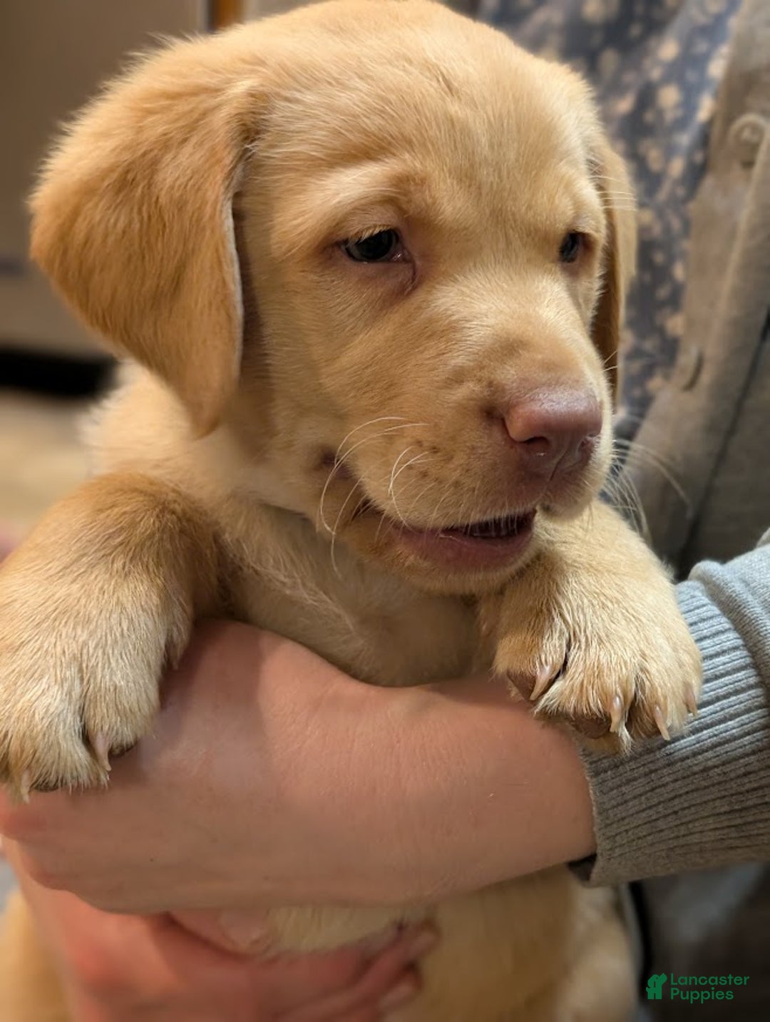 Labrador Retriever dogs for sale: Zack - Ad 1