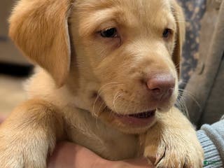 Labrador Retriever dogs Zack - Ad 20