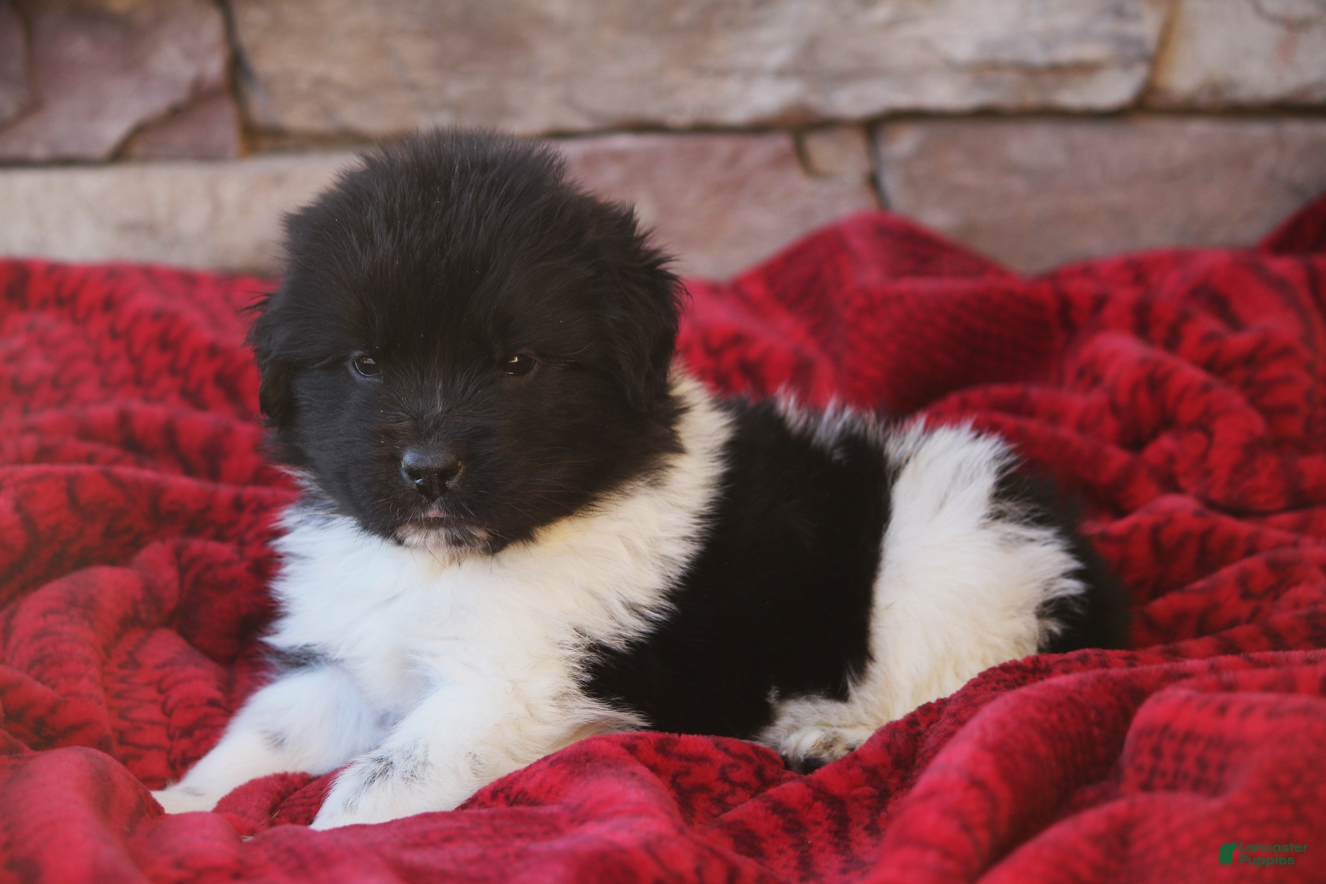 Newfoundland dogs Pippa - Ad 7
