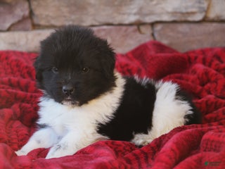 Newfoundland dogs Pippa - Ad 20