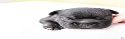 French Bulldog dogs for sale: MJ - Ad 14