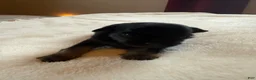 Chihuahua dogs for sale: Chihuahua 3 - Ad 9