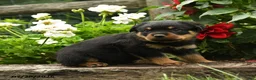 Rottweiler dogs for sale: Bingley - Ad 3
