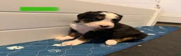 Bernese Mountain Dog dogs for sale: Green - Ad 10