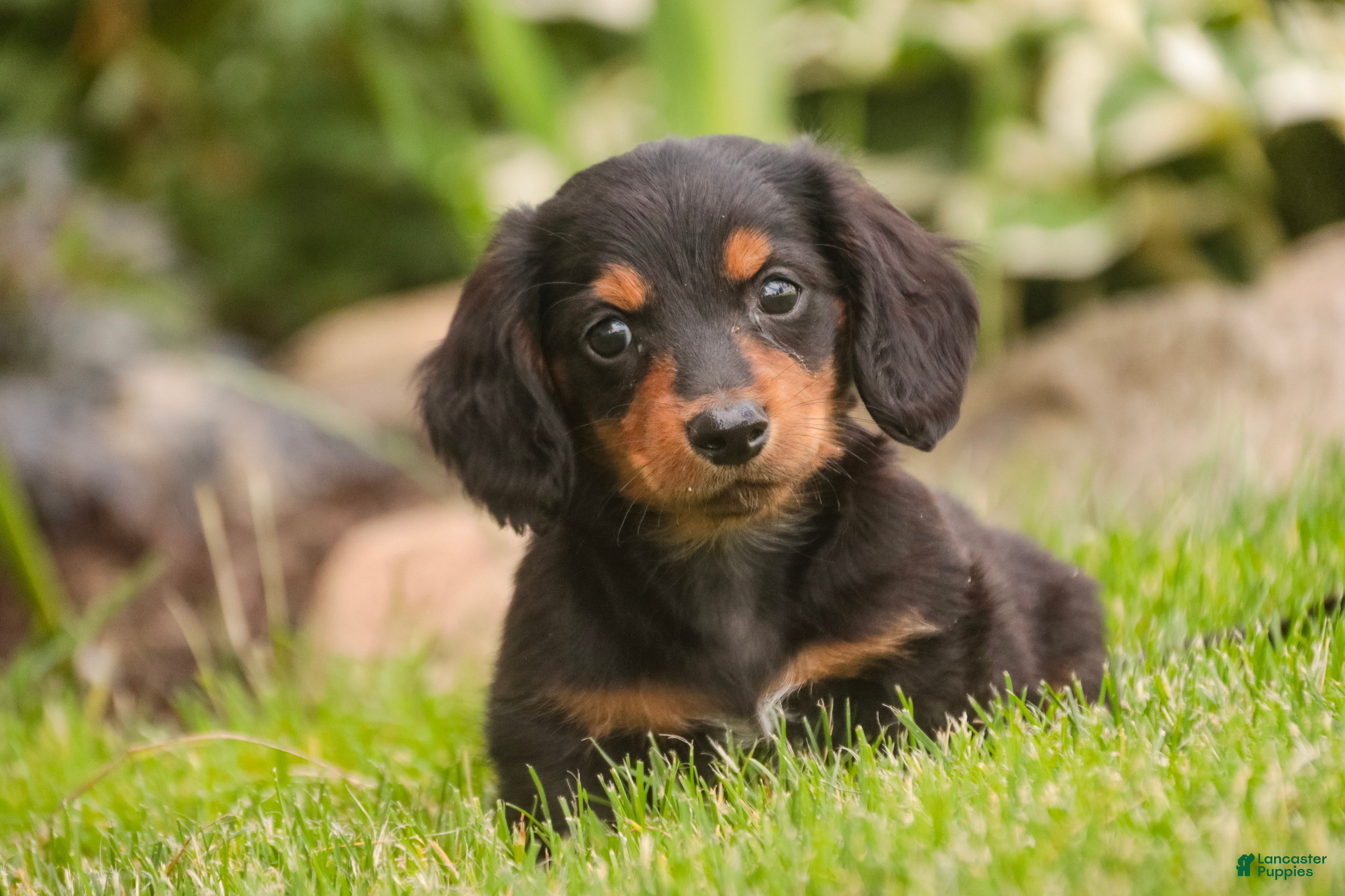 Miniature Dachshund dogs Bucky - Ad 1
