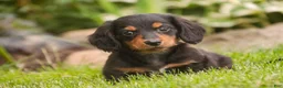 Miniature Dachshund dogs for sale: Bucky - Ad 1