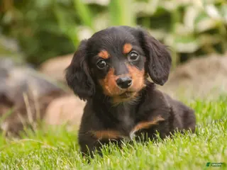 Miniature Dachshund dogs for sale: Bucky - Ad 1
