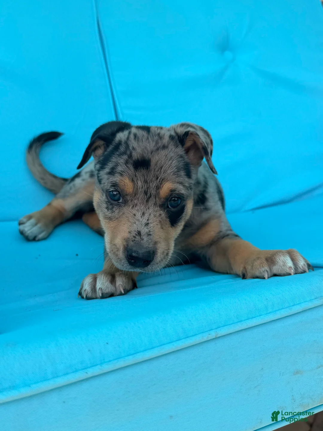 Mixed Breed dogs for sale: Gunner - Ad 1