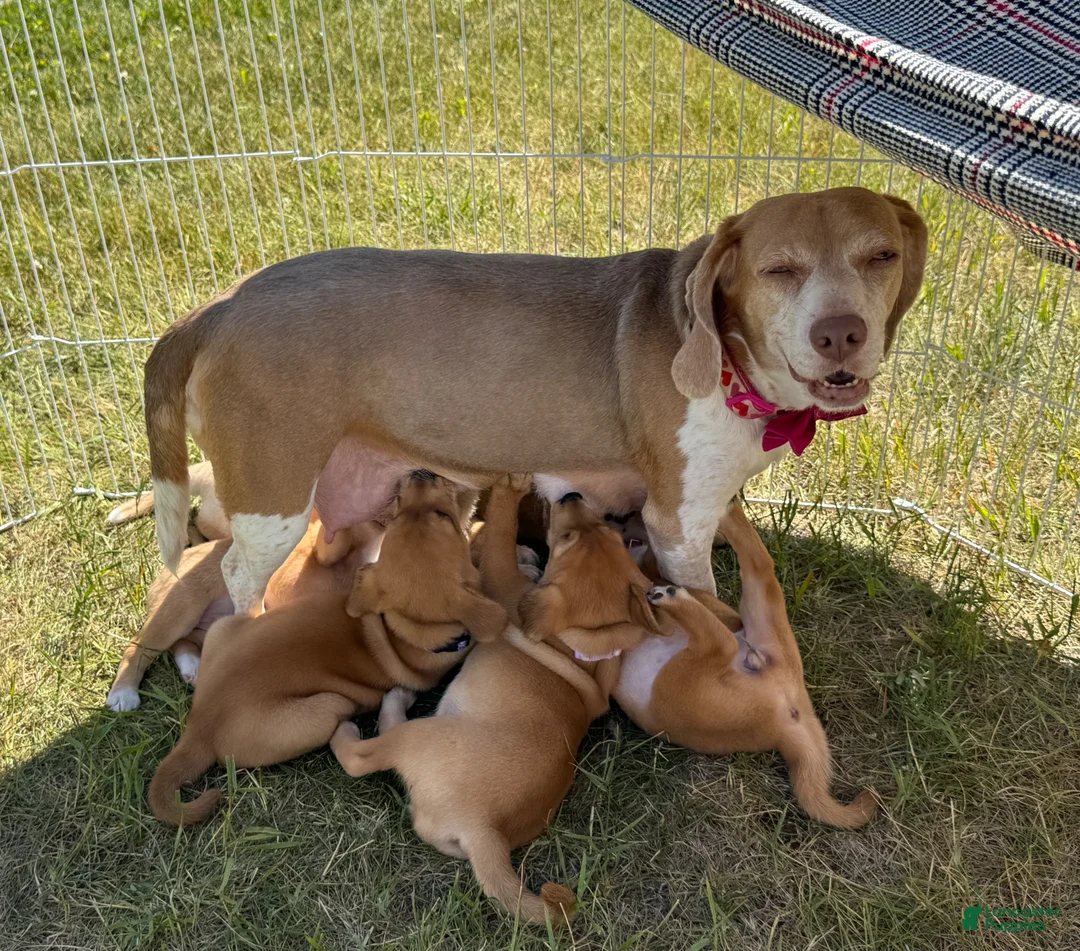 Mixed Breed dogs for sale: Tertia - Ad 7