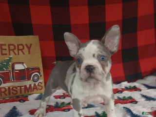French Bulldog dogs Hailey - Ad 33