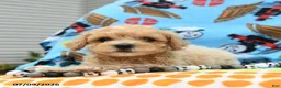 Bichpoo dogs for sale: Captain - Ad 4