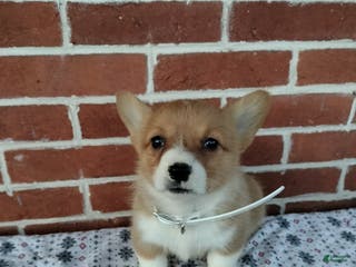 Welsh Corgi Pembroke dogs Margo - Ad 14