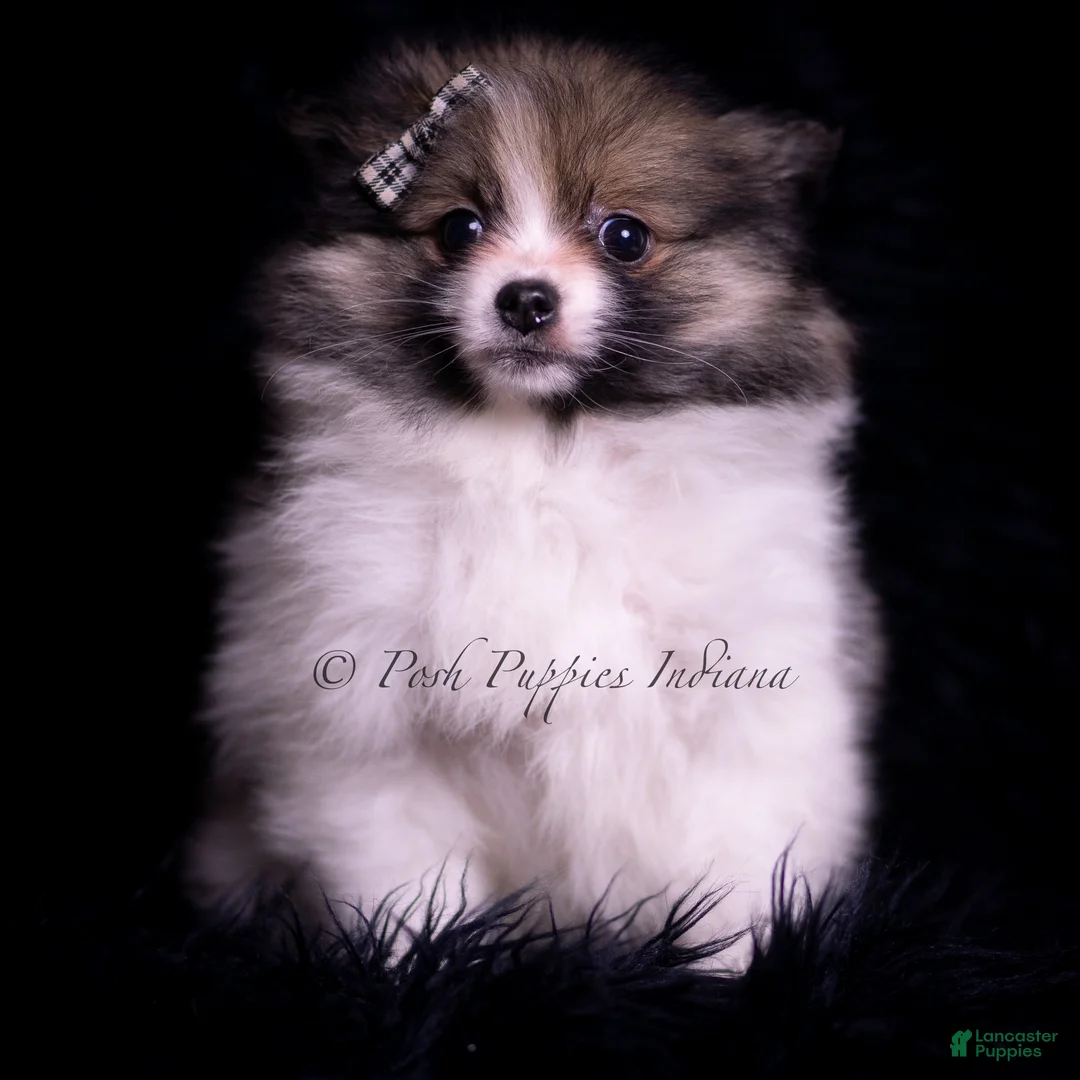 Pomeranian dogs for sale: Cuddles - Ad 2