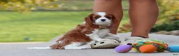 Cavalier King Charles Spaniel dogs for sale: Acorn - Ad 8