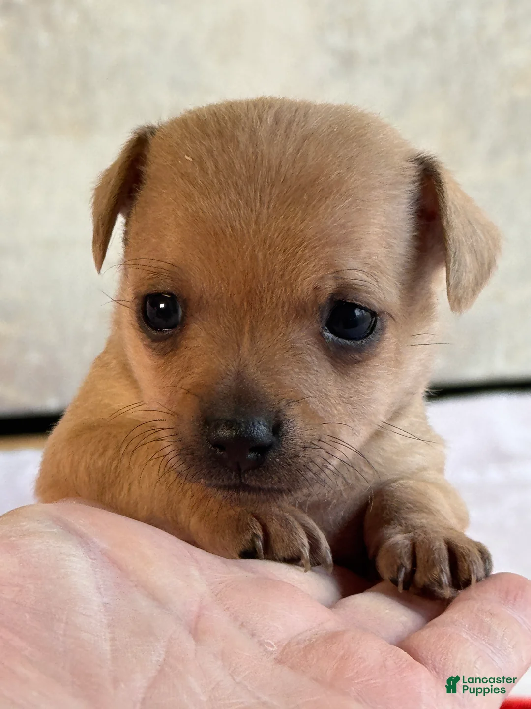 Chihuahua dogs for sale: Gracioso - Ad 15