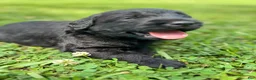 Labradoodle dogs for sale: Skye - Ad 7