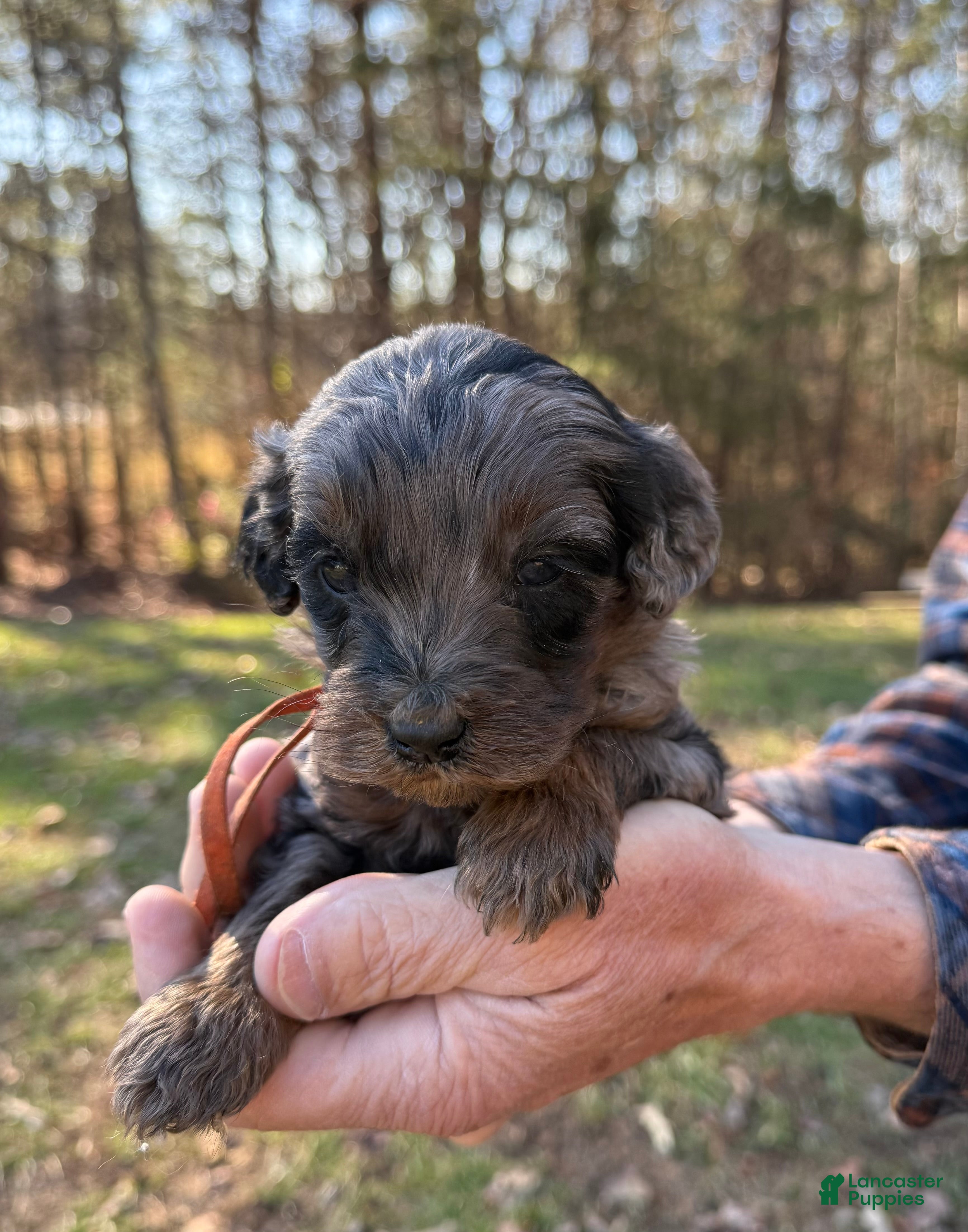 Goldendoodle dogs Goldendoodle Puppy 4 - Ad 2