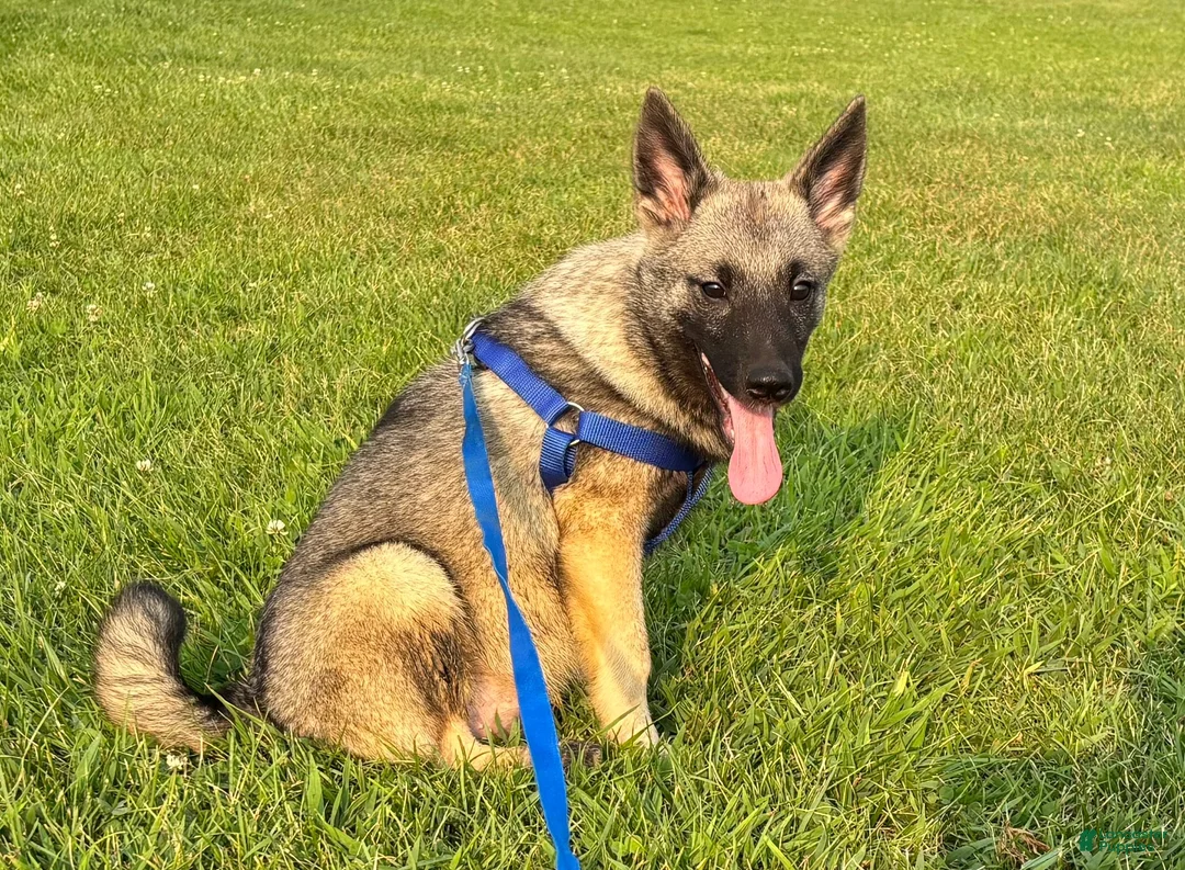 Norwegian Elkhound dogs for sale: Norwegian Elkhound 1 - Ad 5