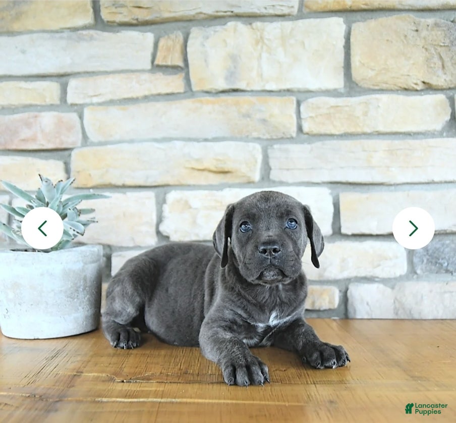 Cane Corso dogs Cane Corso Puppy 1 - Ad 42