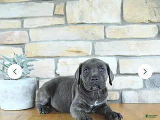 Cane Corso dogs Cane Corso Puppy 1 - Ad 42