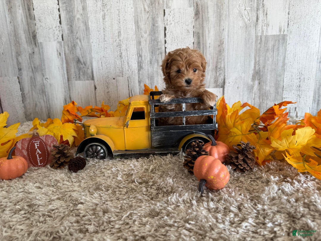 Maltipoo dogs for sale: Ozzy - Ad 15