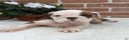English Bulldog dogs for sale: Patrick - Ad 2