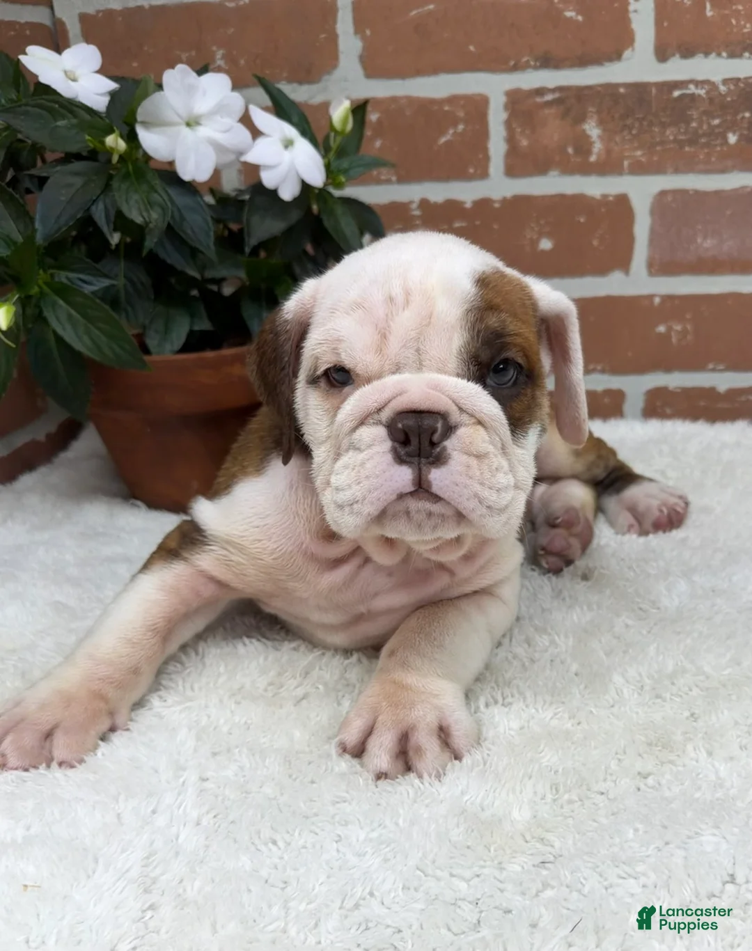 English Bulldog dogs for sale: Patrick - Ad 2