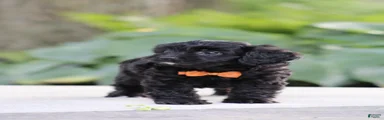 Cooper