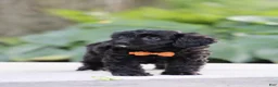 Cavapoo dogs for sale: Cooper - Ad 1