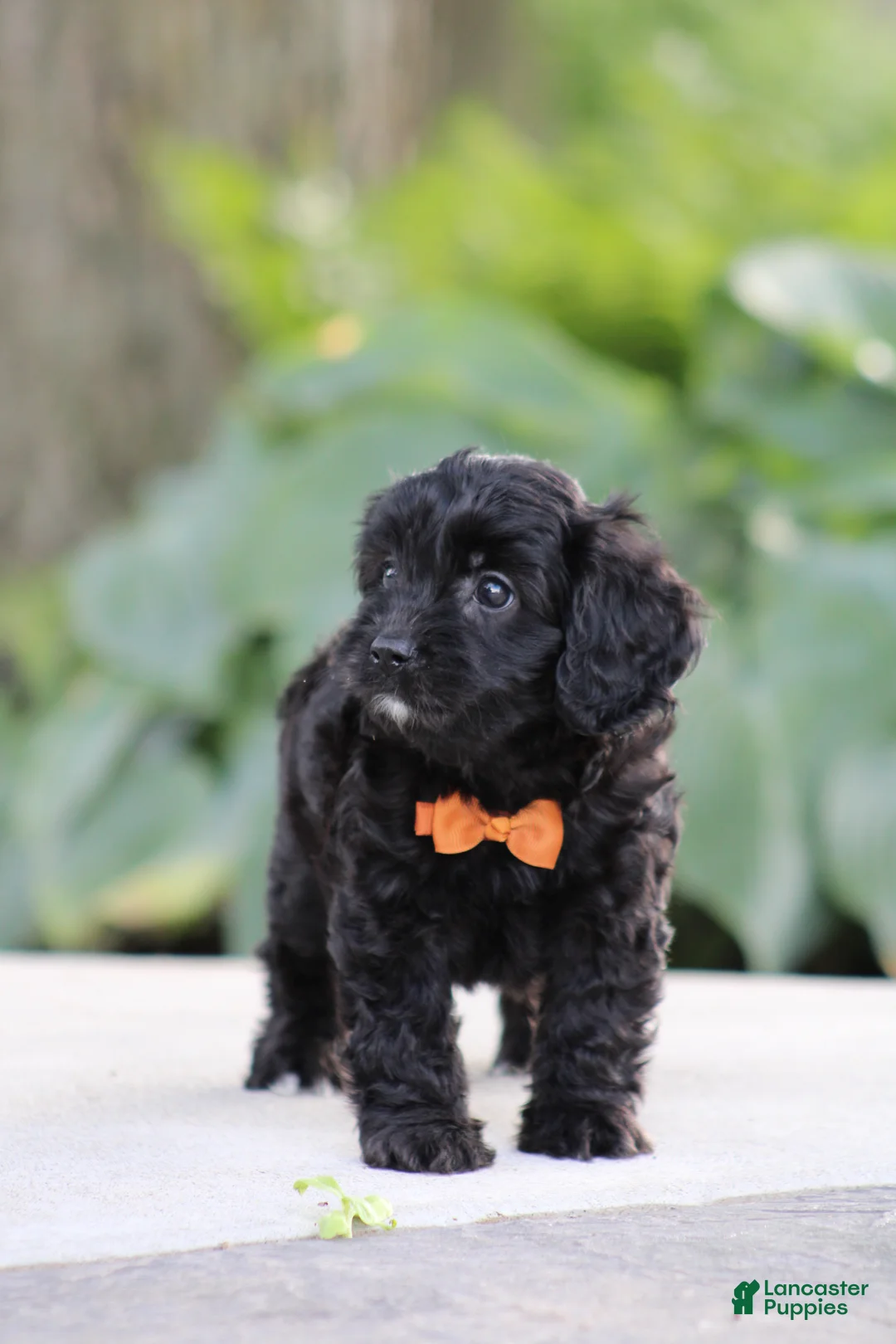 Cavapoo dogs for sale: Cooper - Ad 1