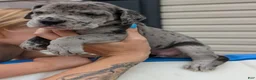 Great Dane dogs for sale: Izzy - female  - Ad 1