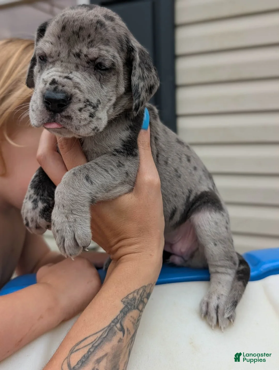 Great Dane dogs for sale: Izzy - female  - Ad 1