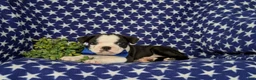 Boston Terrier dogs for sale: Brent - Ad 4